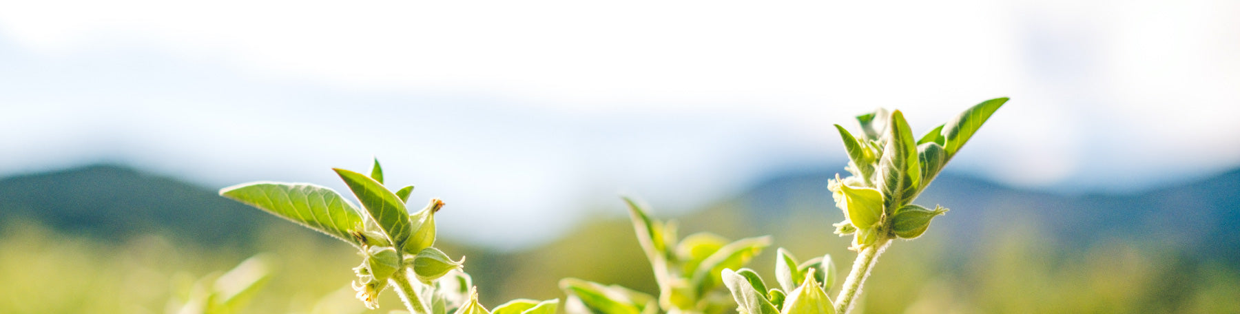 Banyan Botanicals Reviews