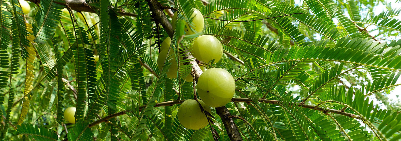 The Benefits of Amalaki (Amla)