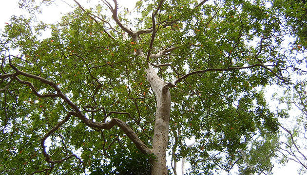 The Benefits of Arjuna