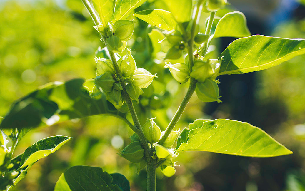 THE POWER OF ADAPTABILITY