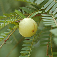 Amla Fruit