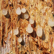 Boswellia Resin