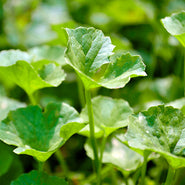 Gotu Kola Leaf