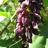 Mucuna Seed