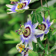Passionflower Herb
