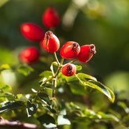 Rosehip Seed Oil