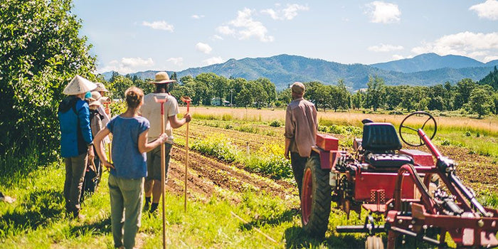 interns working on banyan farm