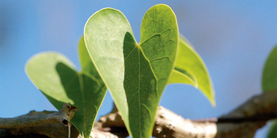 heart-shaped guduchi leaves