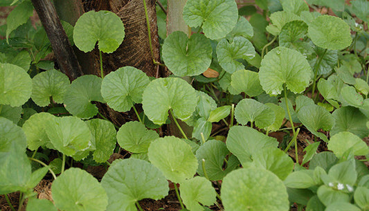 The Benefits of Brahmi