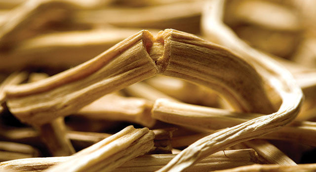 The Benefits of Shatavari