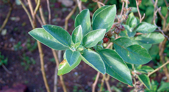 The Benefits of Ashwagandha