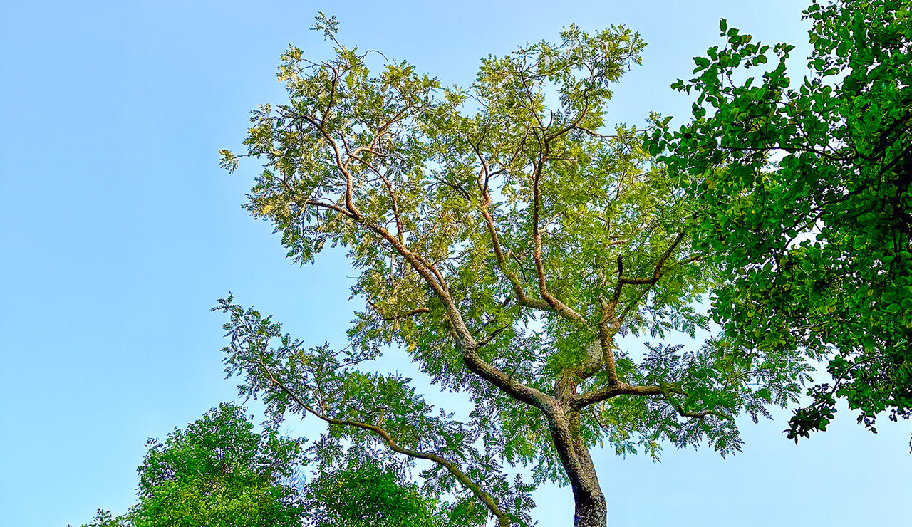 SOOTHING & REJUVENATING