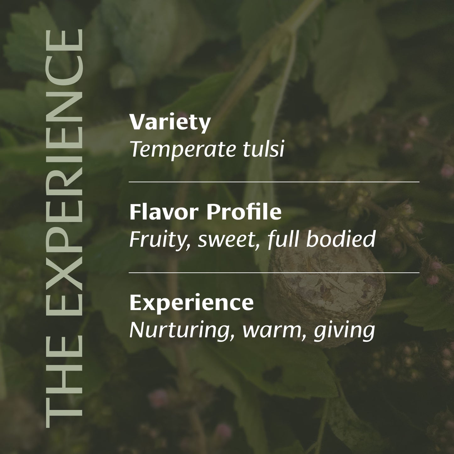 Centered Ritual Tulsi Experience