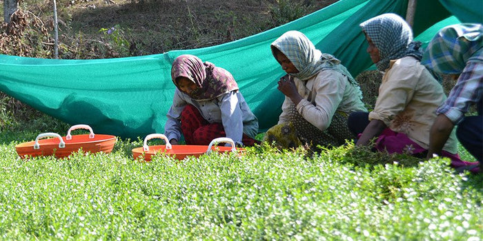 Banyan farming cooperative in India