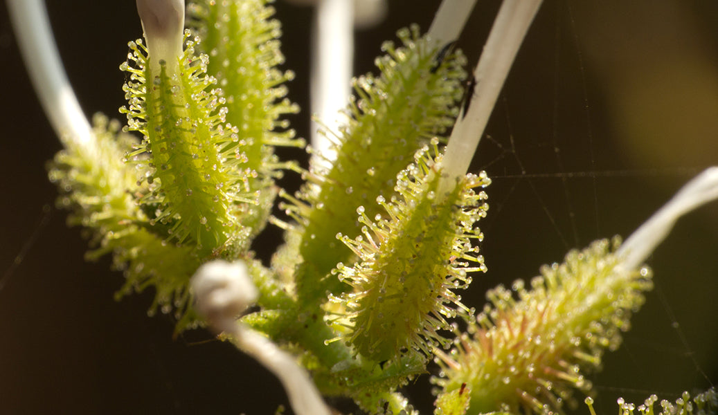 DIGESTION: THE KEY TO HEALTH 