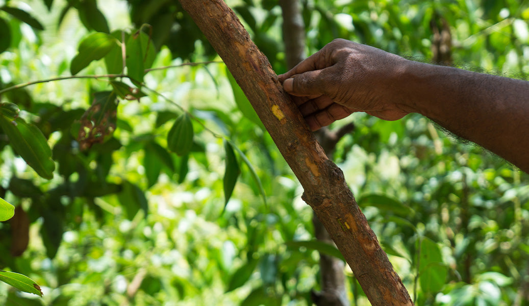 CEYLON CINNAMON