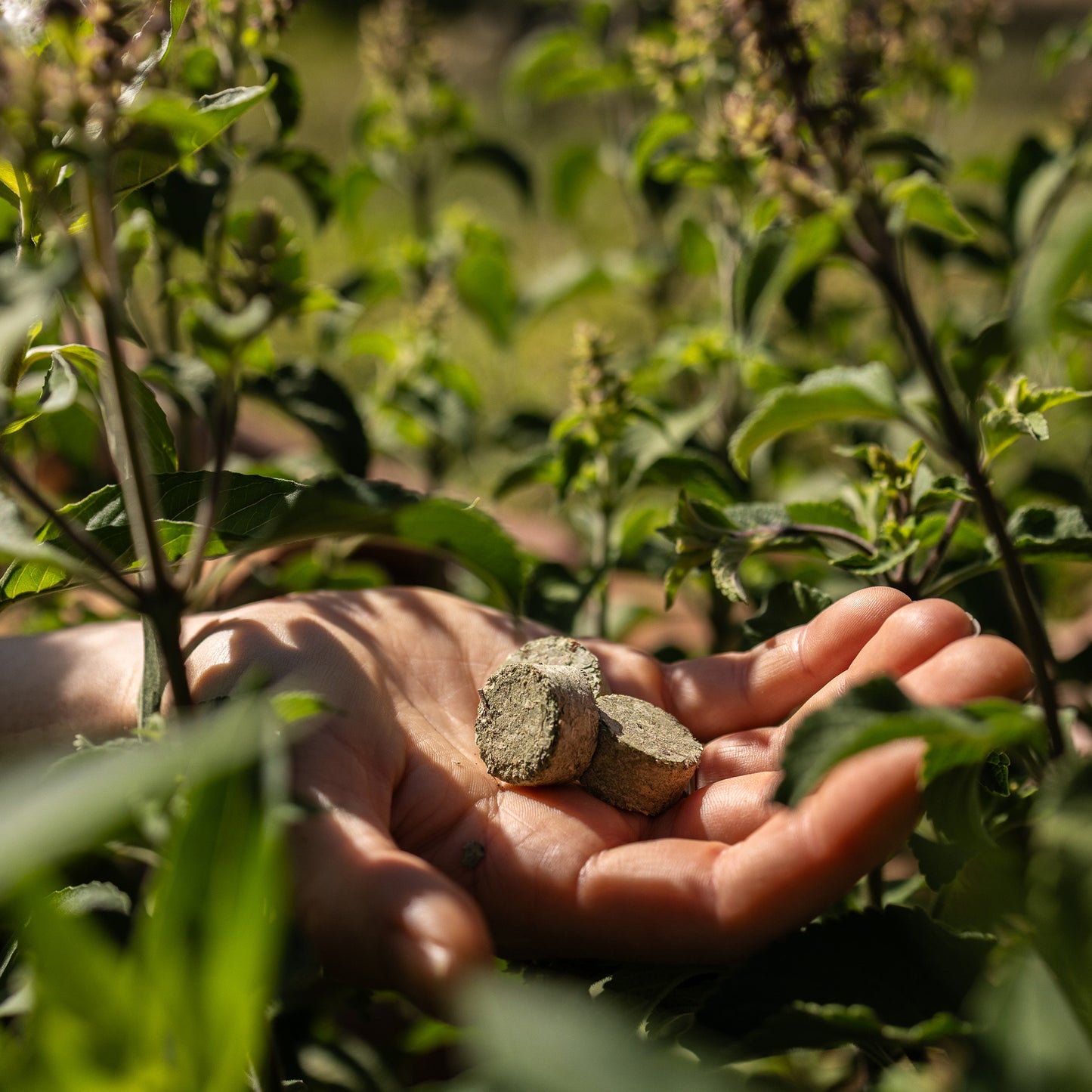 Clarifying Ritual Tulsi™