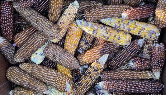 Indigenous Corn Cookie Recipe for Times of Gathering