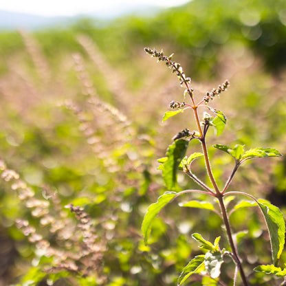 Earthy Ritual Tulsi™