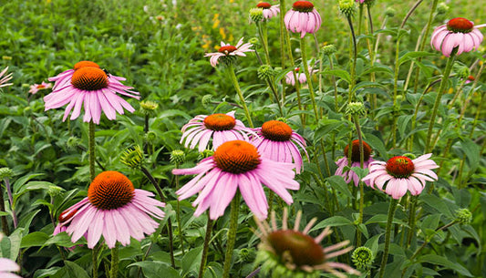 The Benefits of Echinacea