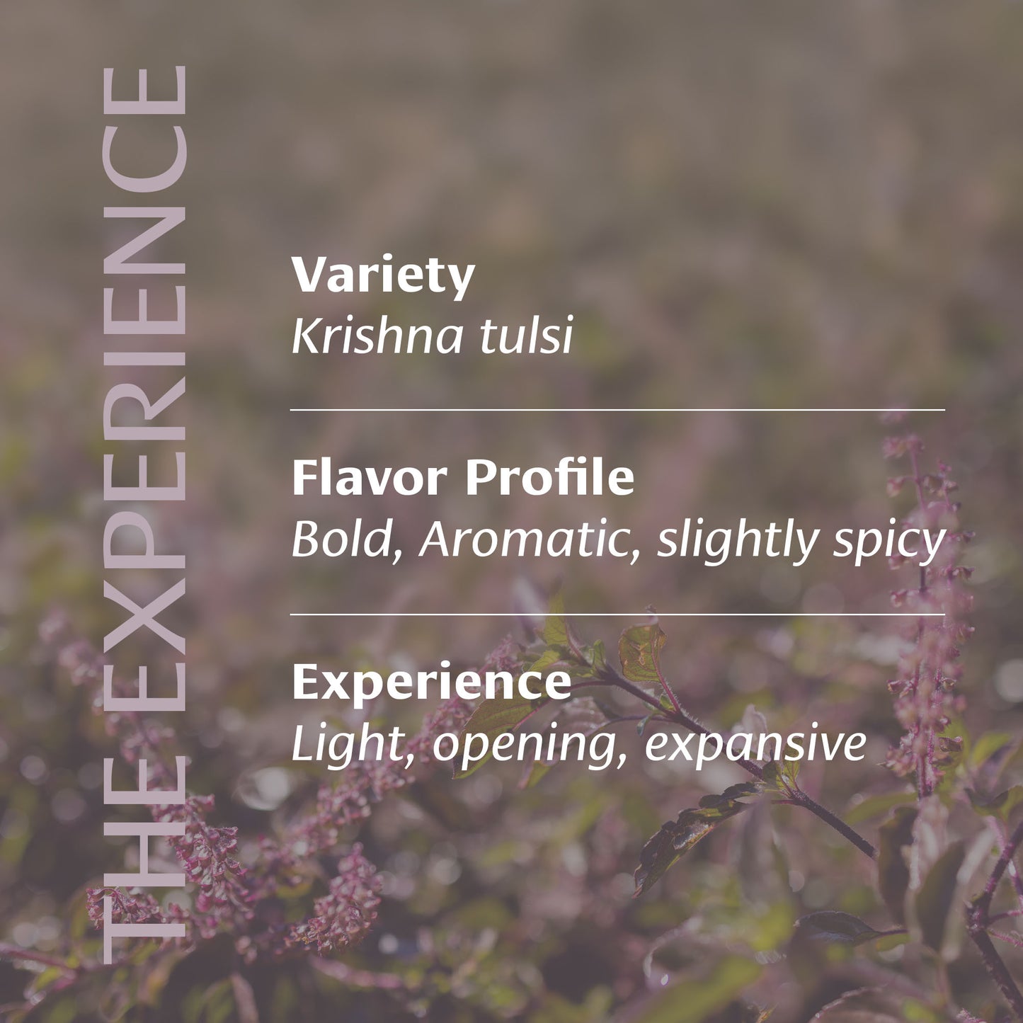 Ethereal Ritual Tulsi Experience