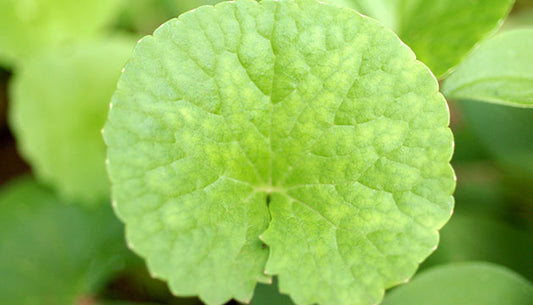 Growing Brahmi/Gotu Kola