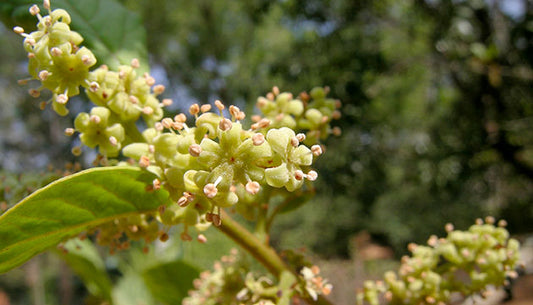 The Benefits of Guduchi