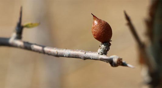 Why Guggulu Is So Precious