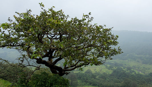 Haritaki: Getting to Know Your Herbal Allies