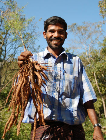 harvested shatavari