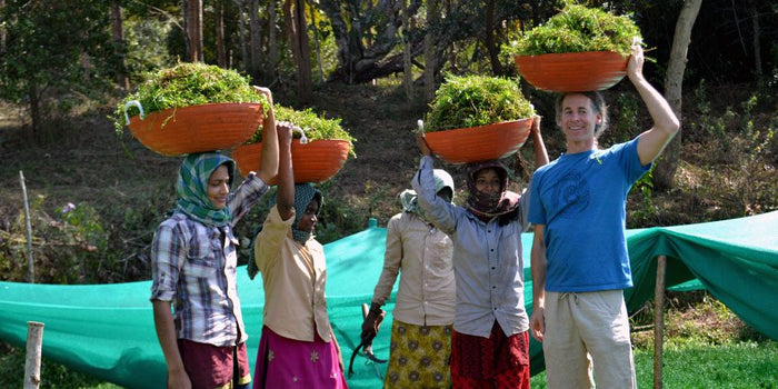harvesting bacopa