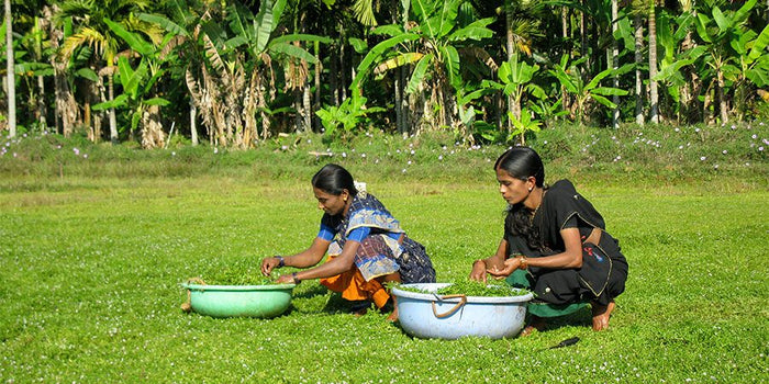 harvesting bacopa