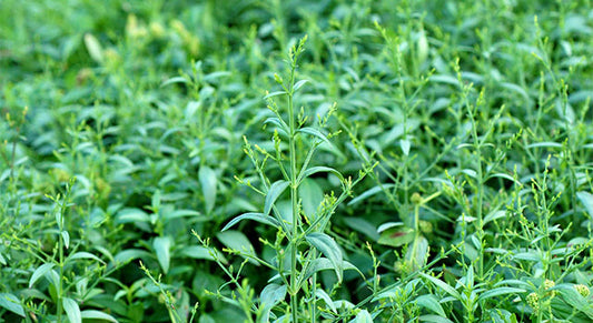 Kalmegh: Getting to Know Your Herbal Allies