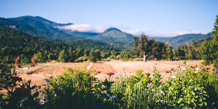 The Banyan Botanicals Farm