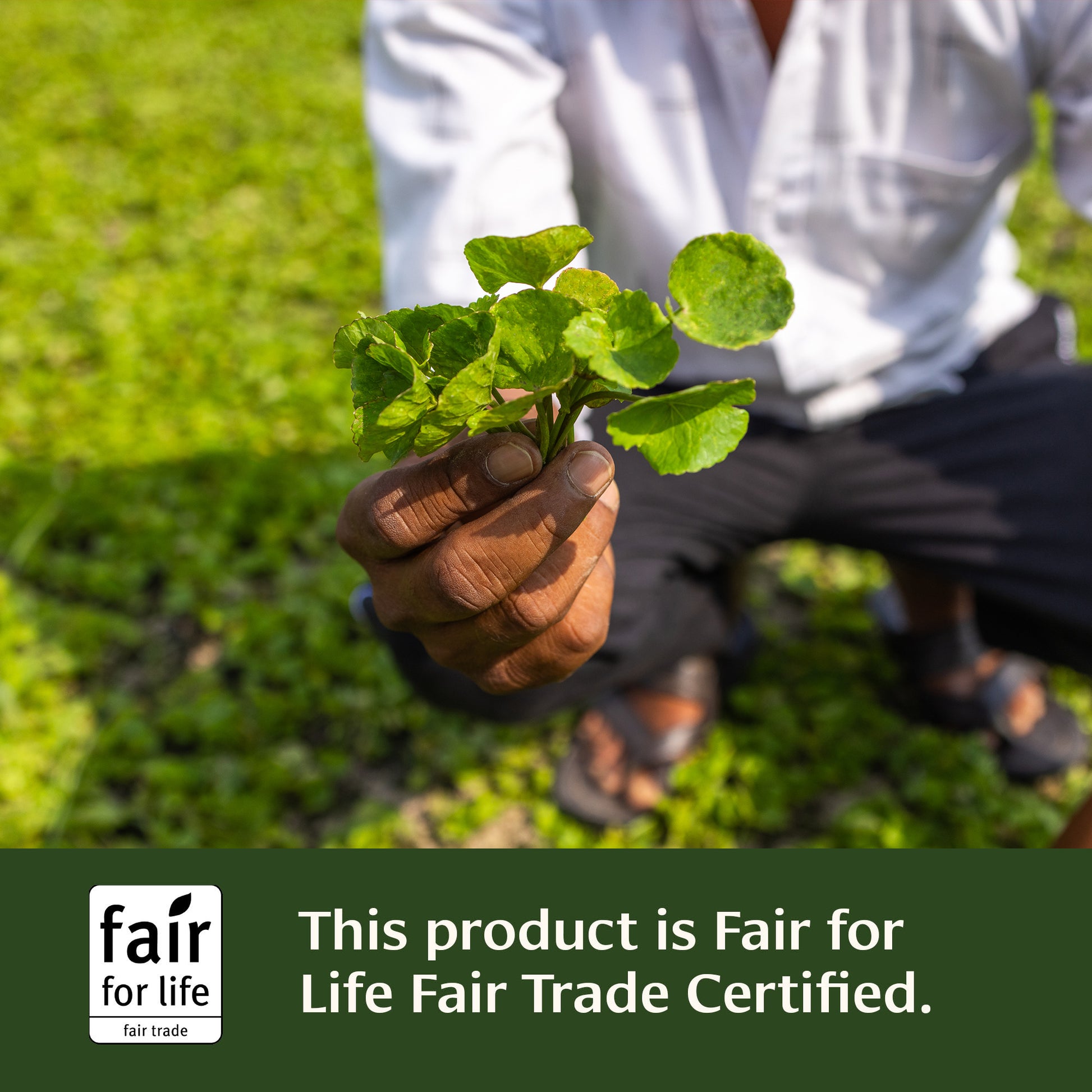 Mental Clarity Tablet Fair for Life