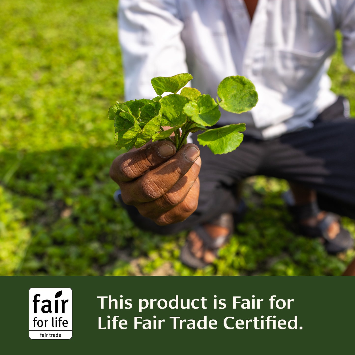 Mental Clarity Tablet Fair for Life