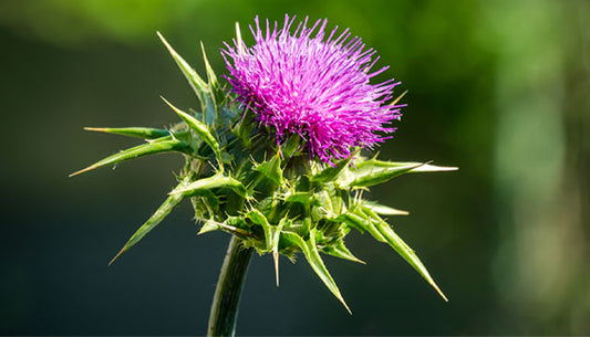 The Benefits of Milk Thistle