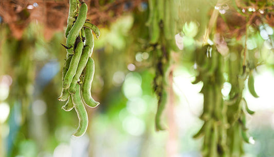 The Benefits of Mucuna