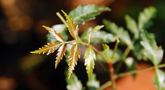 6 Ways to Use Neem for Skin & Hair