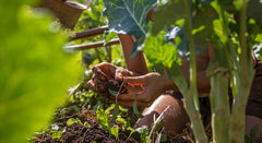 Is Organic the Same as Non-GMO?