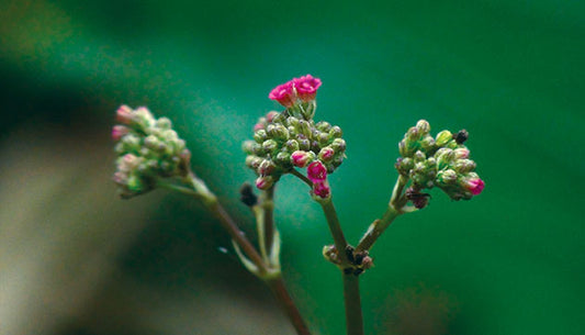 The Benefits of Punarnava