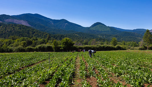 Regenerative Agriculture: The Practices, Principles, and Benefits