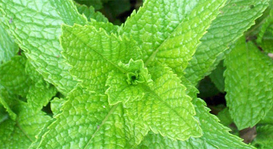 Alakananda Ma's Rehydration Tea Recipe