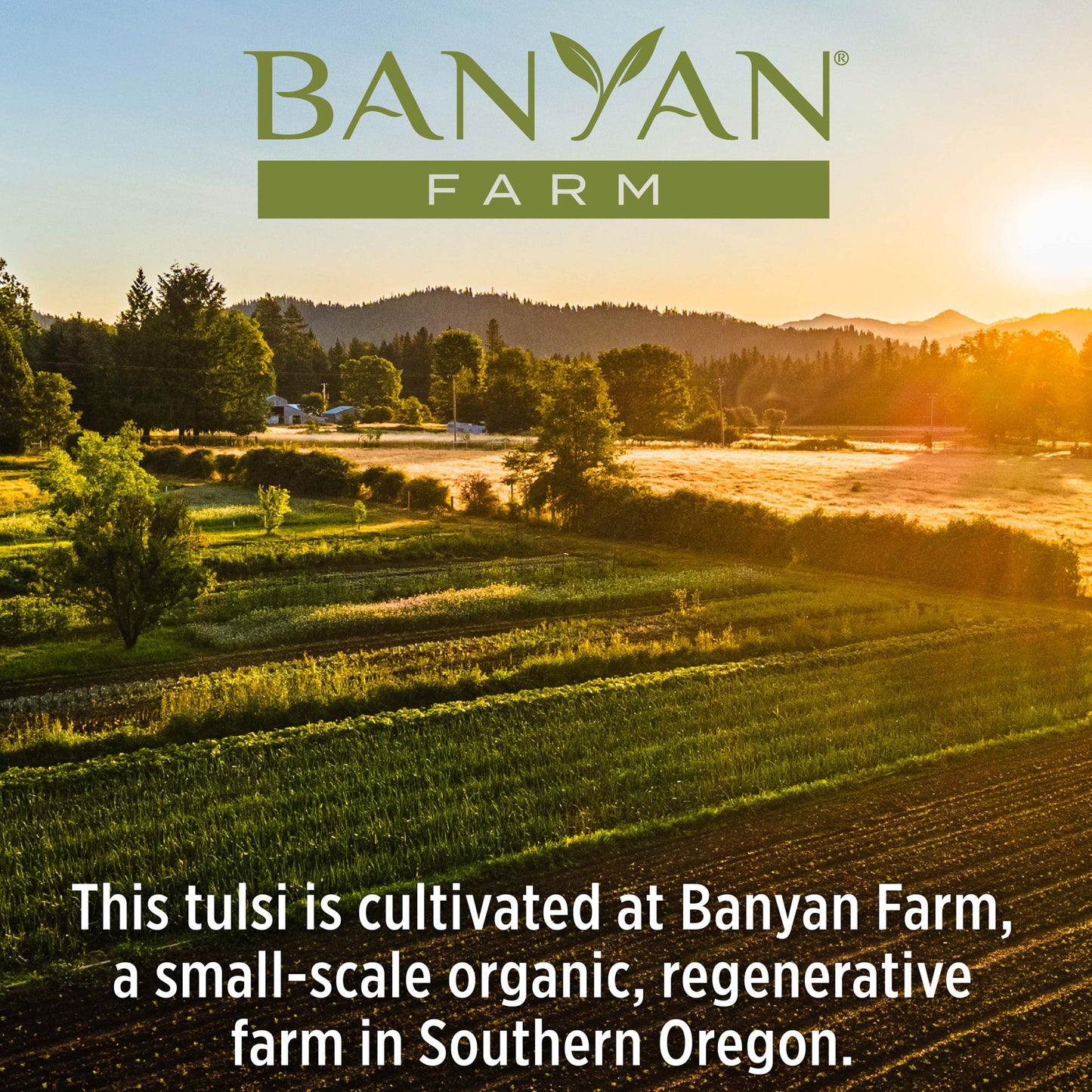 About Banyan Farm