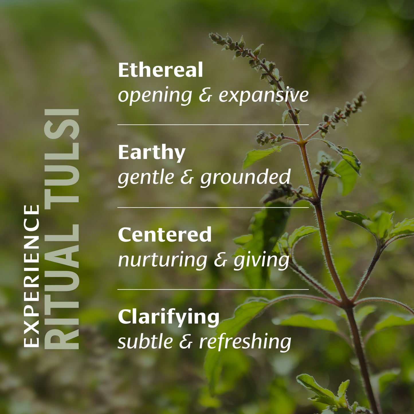 Ritual Tulsi™ Tea Box