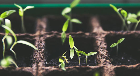 The Springtime Secret for a Healthy Gut