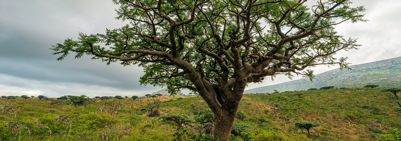 Sustainable Sourcing: Honoring the Earth in a Changing Landscape