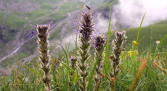 Why Sustainability Matters to the Future of Ayurveda